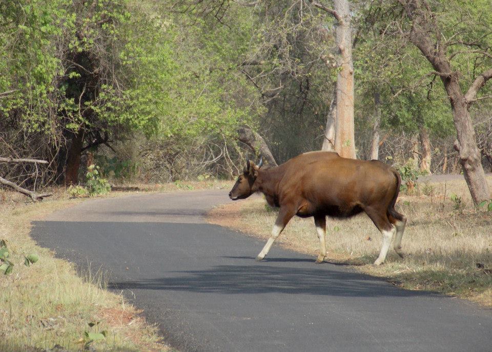 Photo of In the Land of Tigers - Three days in Tadoba-Andheri Tiger Reserve 4/12 by Sancharini Mitra