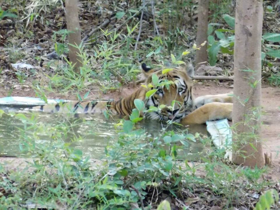 Photo of In the Land of Tigers - Three days in Tadoba-Andheri Tiger Reserve 12/12 by Sancharini Mitra