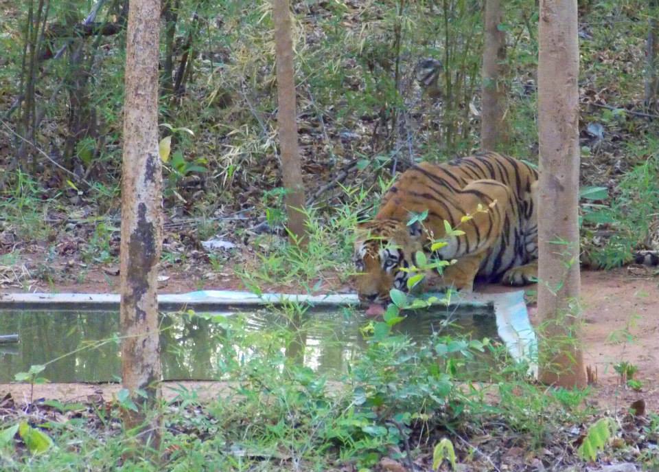 Photo of In the Land of Tigers - Three days in Tadoba-Andheri Tiger Reserve 8/12 by Sancharini Mitra