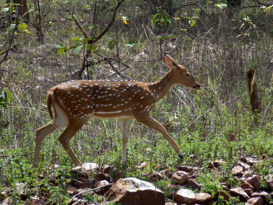 Photo of In the Land of Tigers - Three days in Tadoba-Andheri Tiger Reserve 6/12 by Sancharini Mitra