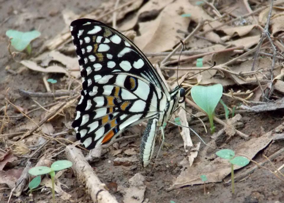 Photo of In the Land of Tigers - Three days in Tadoba-Andheri Tiger Reserve 3/12 by Sancharini Mitra