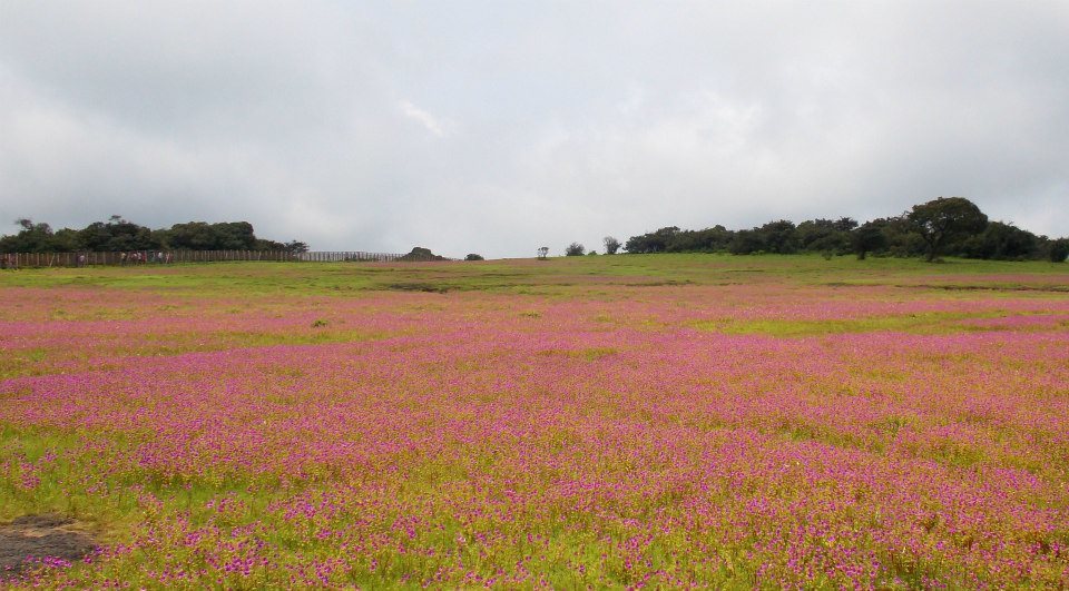 Photo of A not-so peaceful trip to Kaas Pathar 10/11 by Sancharini Mitra