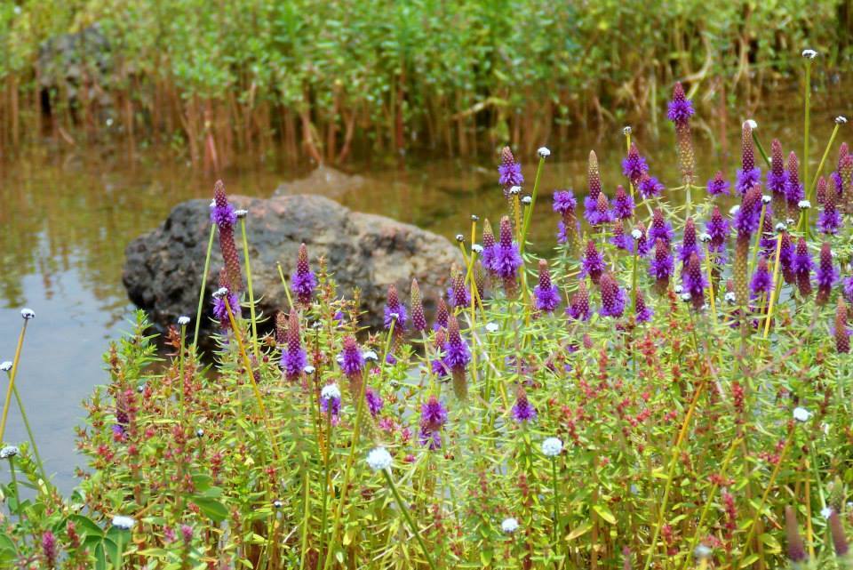 Photo of A not-so peaceful trip to Kaas Pathar 9/11 by Sancharini Mitra