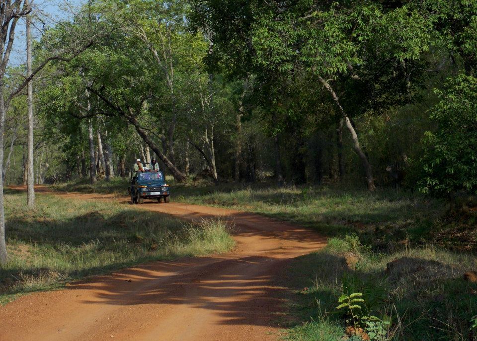Photo of In the Land of Tigers - Three days in Tadoba-Andheri Tiger Reserve 1/12 by Sancharini Mitra