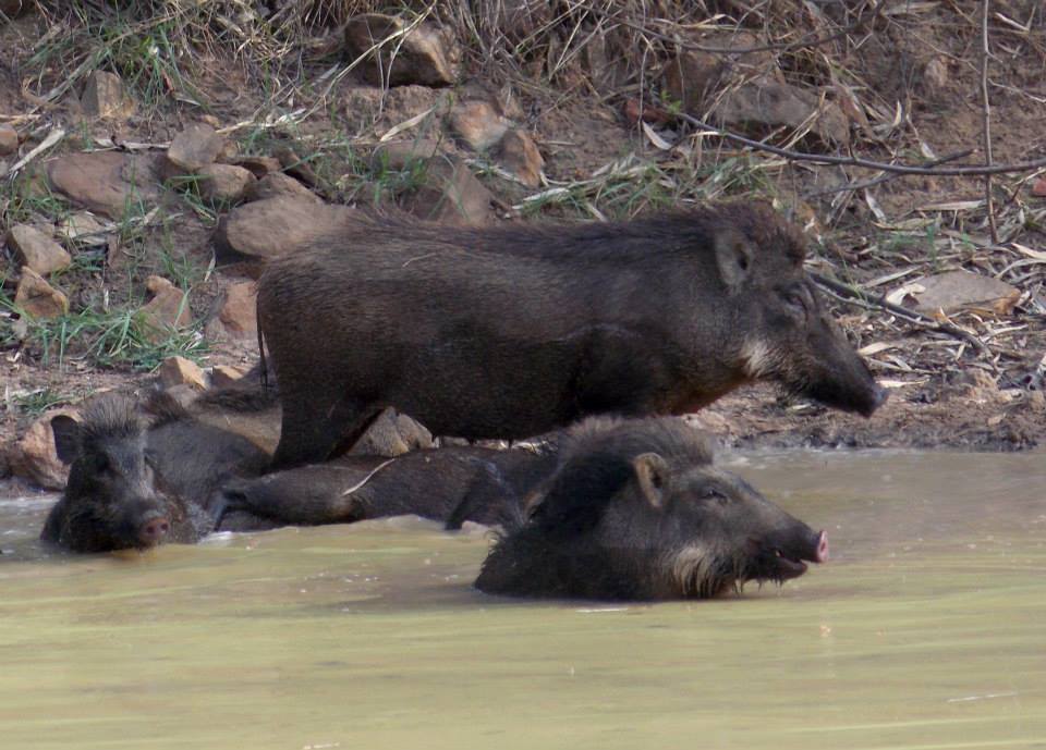 Photo of In the Land of Tigers - Three days in Tadoba-Andheri Tiger Reserve 2/12 by Sancharini Mitra