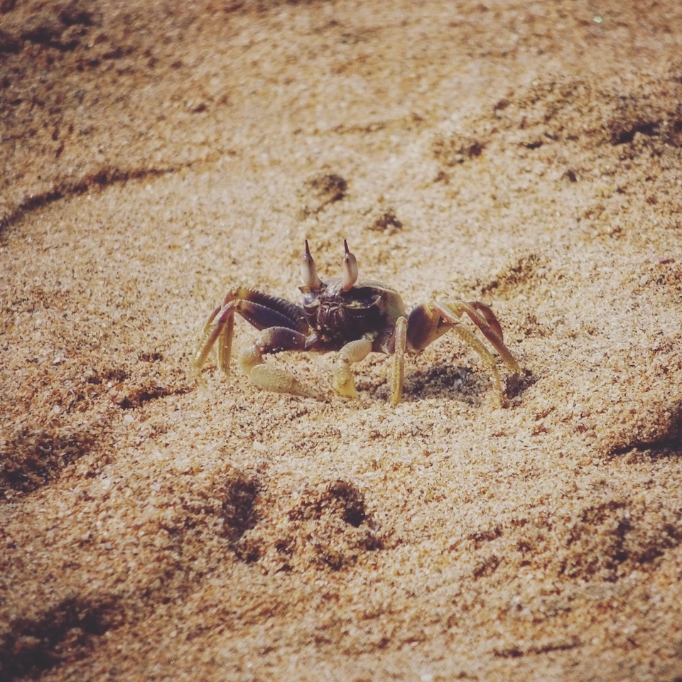 Photo of Half Moon Beach, Gokarna, Karnataka by Meghali Ghosh