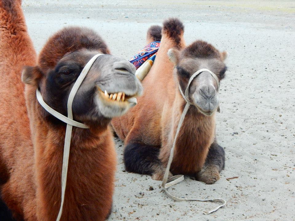 Photo of Ladakh: The Pursuit of Paradise by Smiti Maini