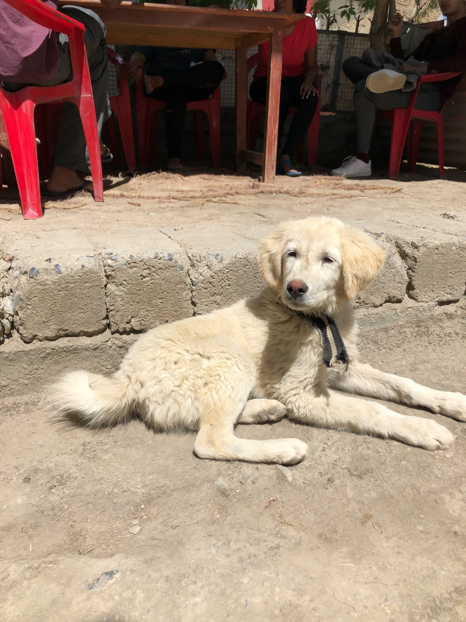 Photo of Kaza, Himachal Pradesh, India by Beverly D'souza