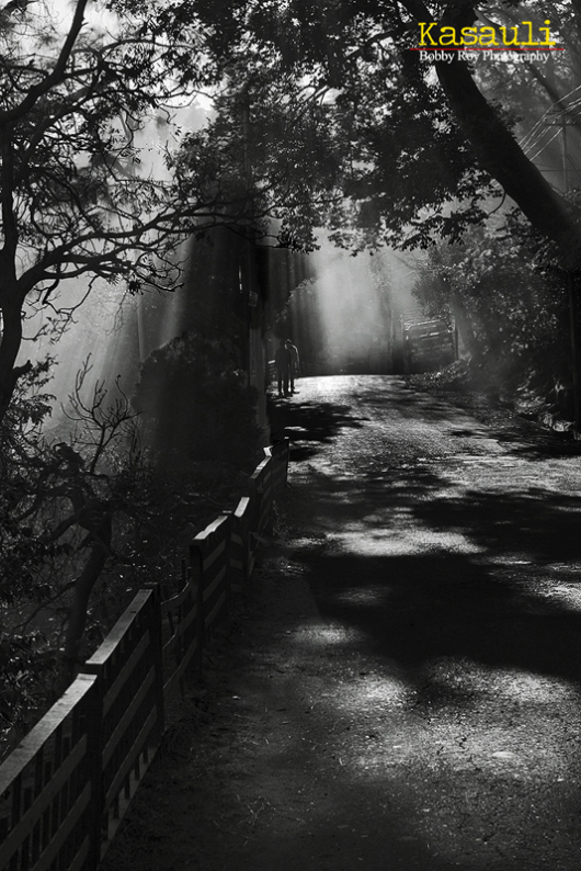 Photo of Of Cobbled Path and Chestnut Trails... 6/13 by Bobby Roy