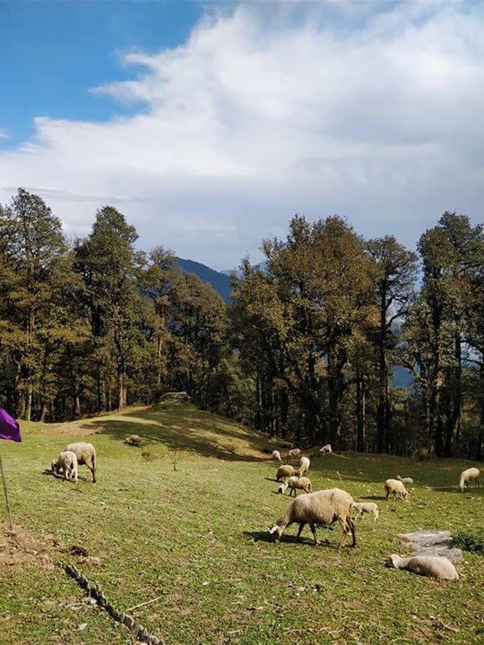 Photo of Jibhi, Himachal Pradesh, India by Surbhi Sabharwal