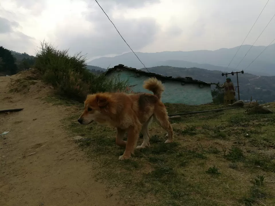 Photo of Rajgarh by Rahul Chaudhary