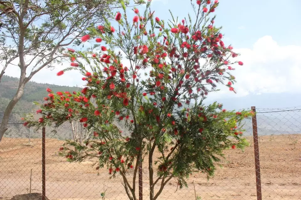 Photo of Bhutan by Abhishek Kumar