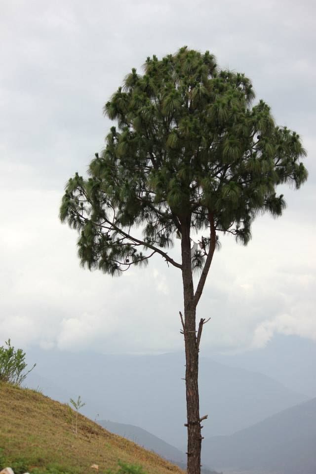 Photo of Bhutan - Himalayan Paradise by Abhishek Kumar