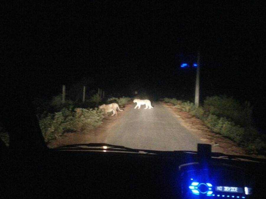 Photo of Sasan Gir, Gujarat, India by Chandni Mehta