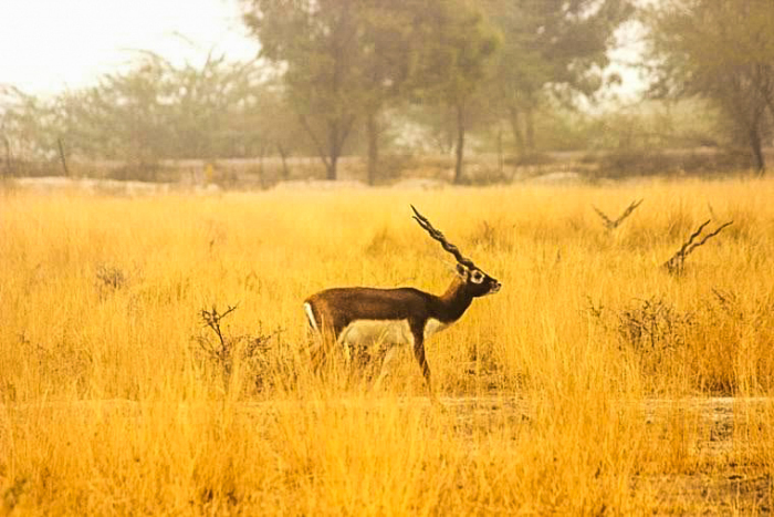 Photo of Bishnois Tribe of India by Swati Jain