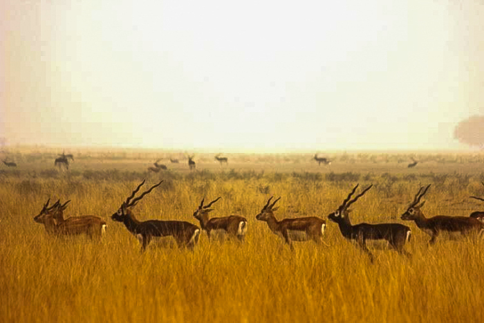 Photo of Bishnois Tribe of India by Swati Jain