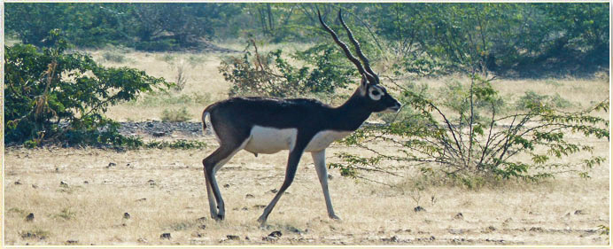 Photo of Bishnois Tribe of India by Swati Jain