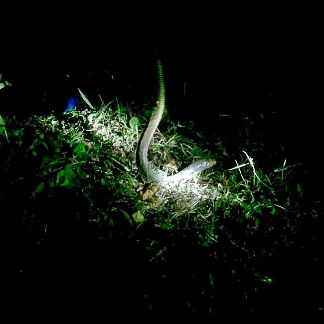 Photo of NIGHT TREK INTO THE WOODS 5/15 by WayfarerWoman