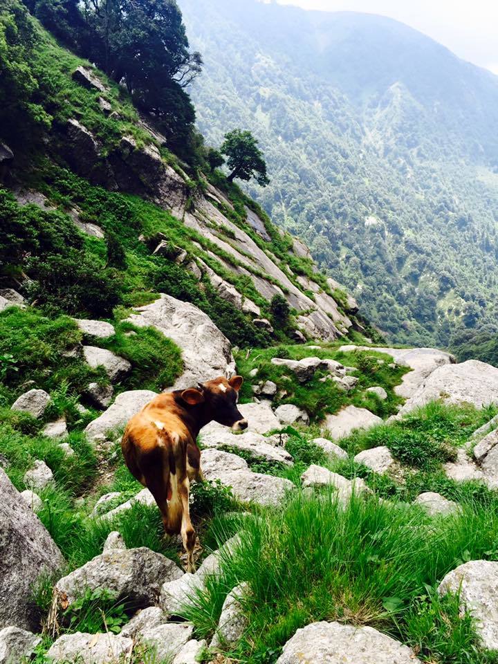 Photo of My first solo trip to McLeodganj and Triund 35/55 by Heemang Parmar