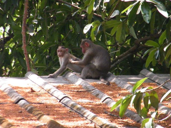 Photo of Backpacking in Kankeshwar 11/14 by Jay Bhansali