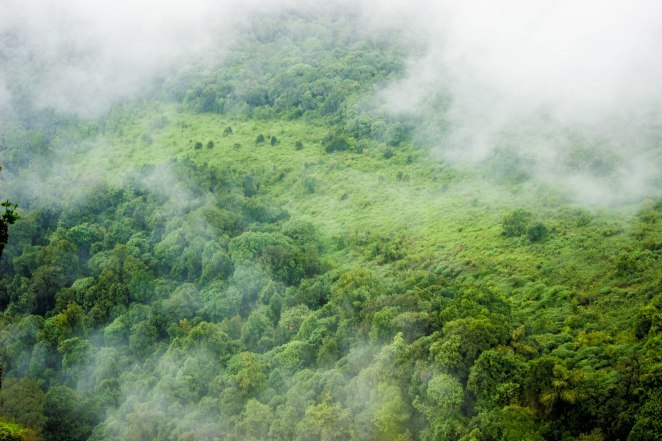 Photo of KURINJAL PEAK TREK by Vallari Apte
