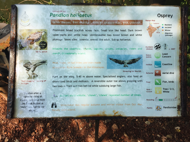 Photo of Day Trip to Chorão Island-Goa. Visited Dr. Salim Ali Bird Sanctuary and found an inhabitant mystery 8/25 by Shweta Lakhwani