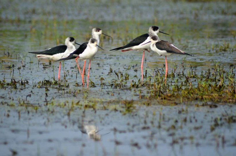 Photo of Mangalajodi, Odisha, India by Alok Nanda