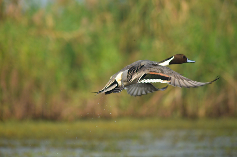Photo of Mangalajodi (Odisha) : Visiting birds' playground and photographers' paradise by Alok Nanda