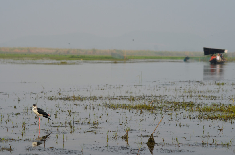 Photo of Mangalajodi (Odisha) : Visiting birds' playground and photographers' paradise by Alok Nanda