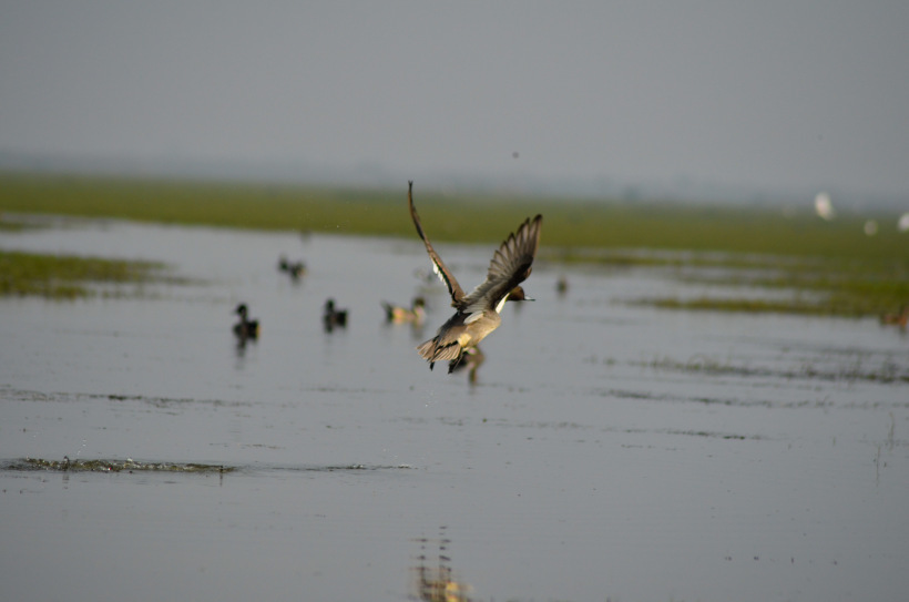 Photo of Mangalajodi (Odisha) : Visiting birds' playground and photographers' paradise by Alok Nanda