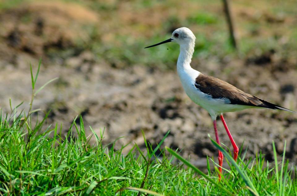 Photo of Mangalajodi (Odisha) : Visiting birds' playground and photographers' paradise by Alok Nanda