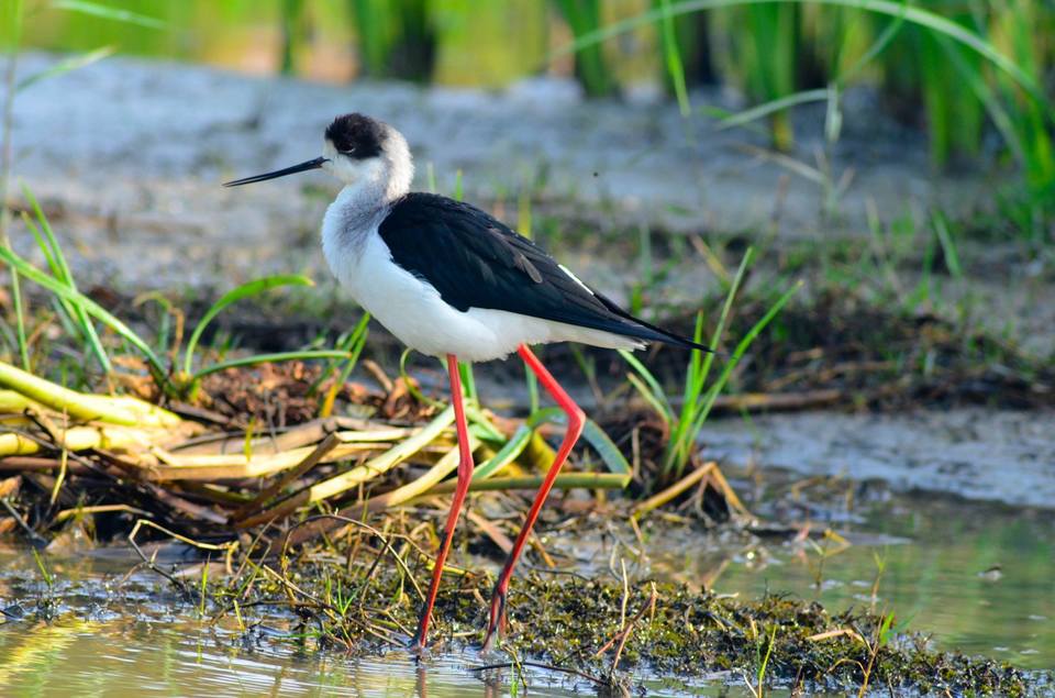 Photo of Mangalajodi (Odisha) : Visiting birds' playground and photographers' paradise by Alok Nanda