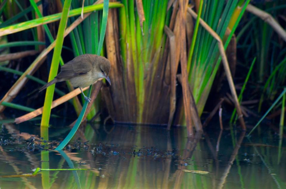 Photo of Mangalajodi (Odisha) : Visiting birds' playground and photographers' paradise by Alok Nanda