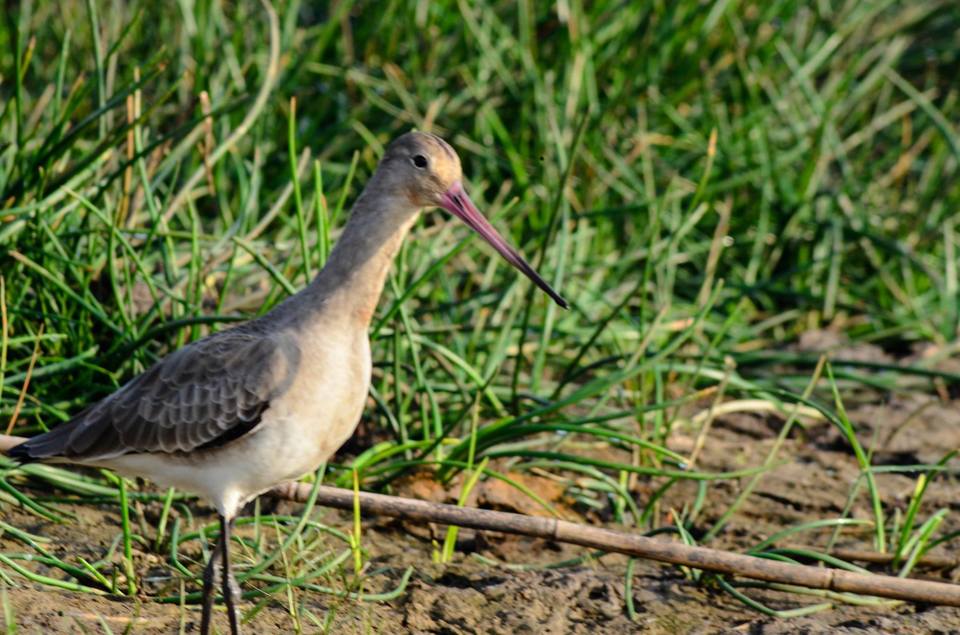 Photo of Mangalajodi (Odisha) : Visiting birds' playground and photographers' paradise by Alok Nanda