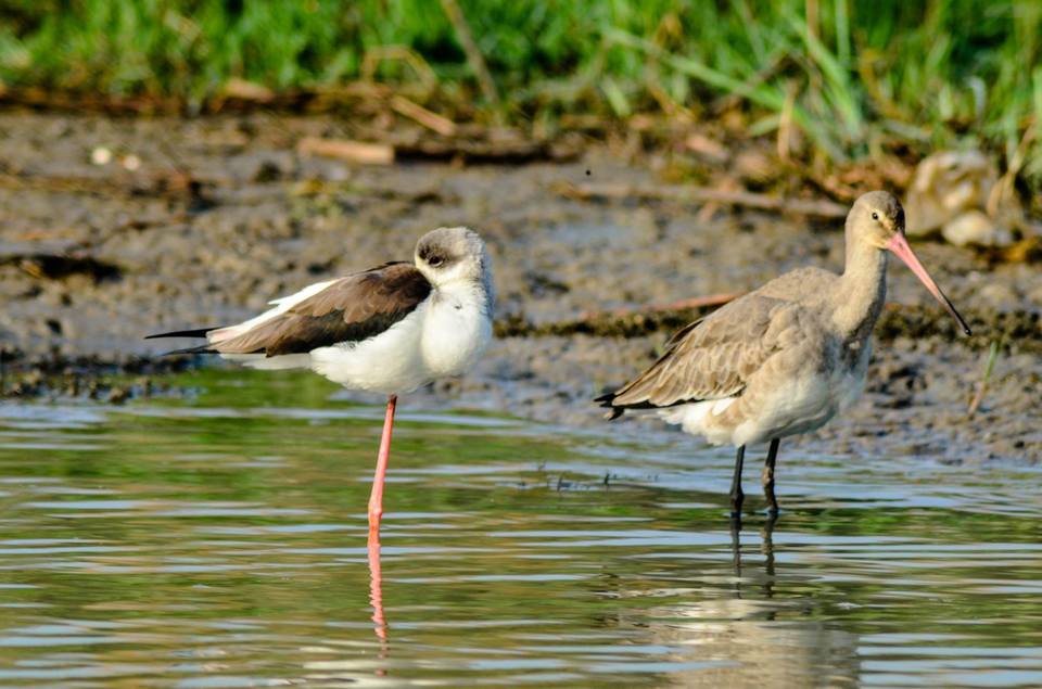 Photo of Mangalajodi (Odisha) : Visiting birds' playground and photographers' paradise by Alok Nanda