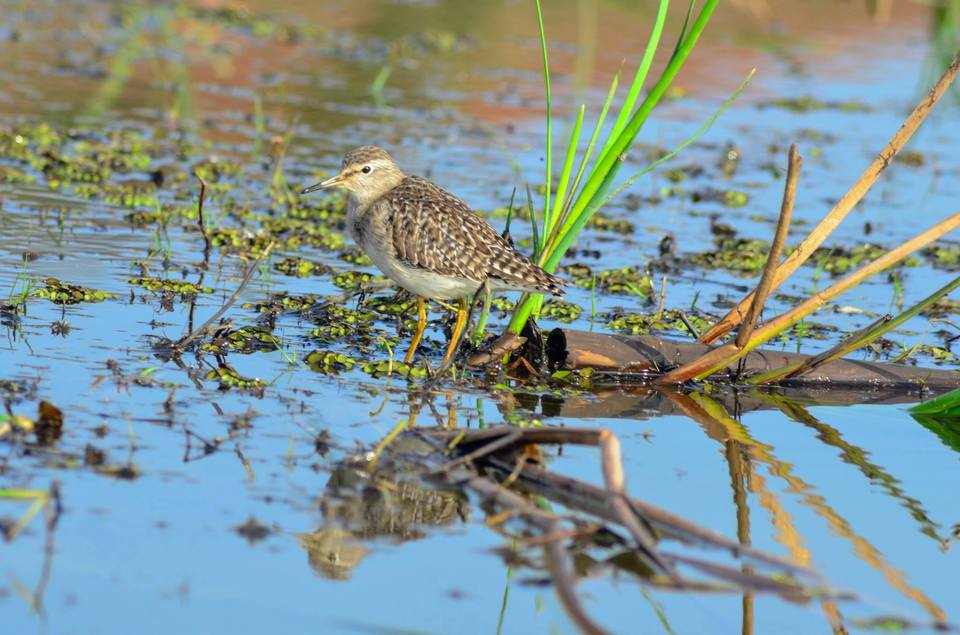 Photo of Mangalajodi (Odisha) : Visiting birds' playground and photographers' paradise by Alok Nanda