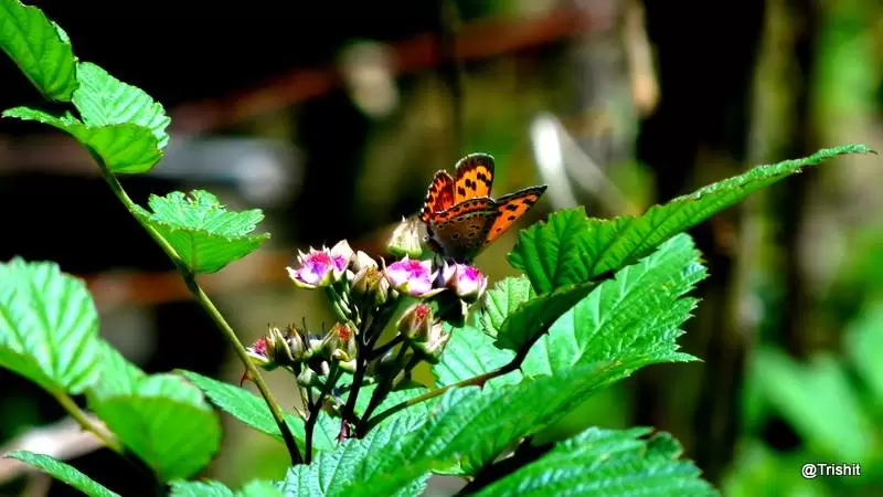 Photo of Deoria Taal, Rudraprayag, Uttarakhand, India by Bose Trishit