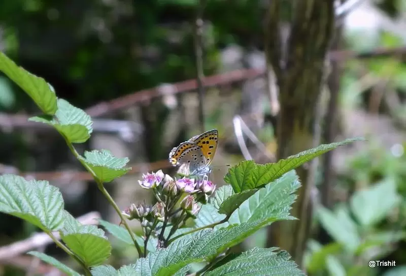 Photo of Deoria Taal, Rudraprayag, Uttarakhand, India by Bose Trishit