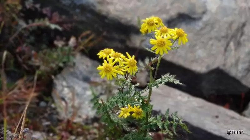 Photo of Chandrashila by Bose Trishit