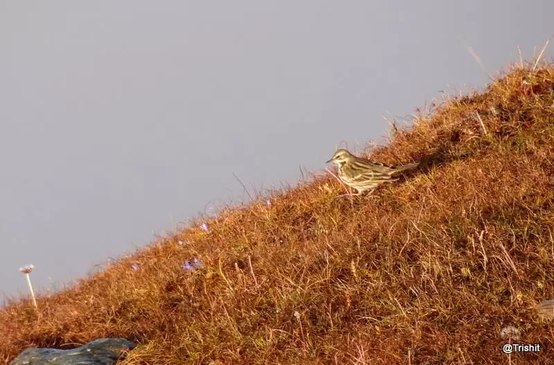 Photo of Chandrashila by Bose Trishit
