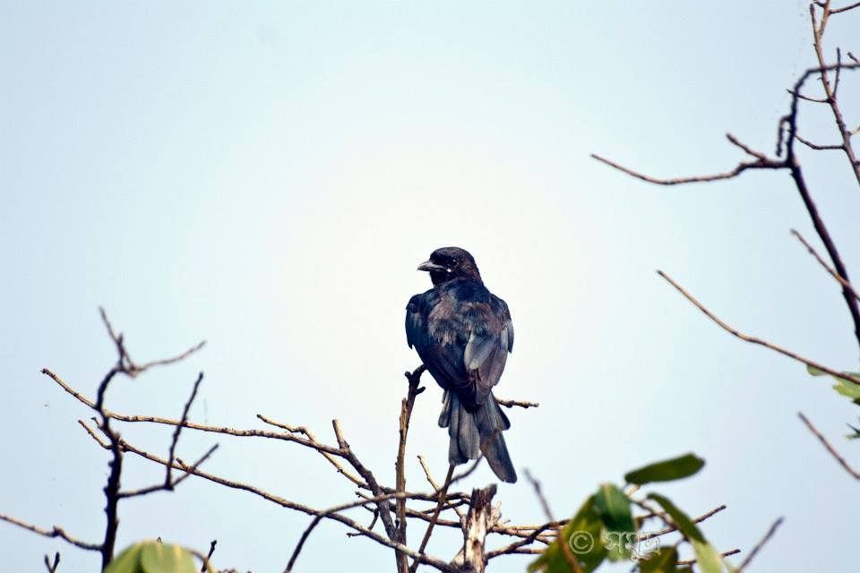 Photo of A Different Bengal by Samudra Sengupta