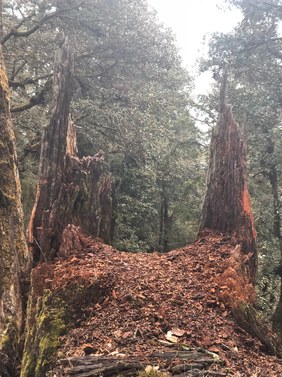 Photo of Kedarkantha Trek, Kedarkantha Trek Road, Bhel Chowk, Karanpur, Dehradun, Uttarakhand, India by Steffy Munjal