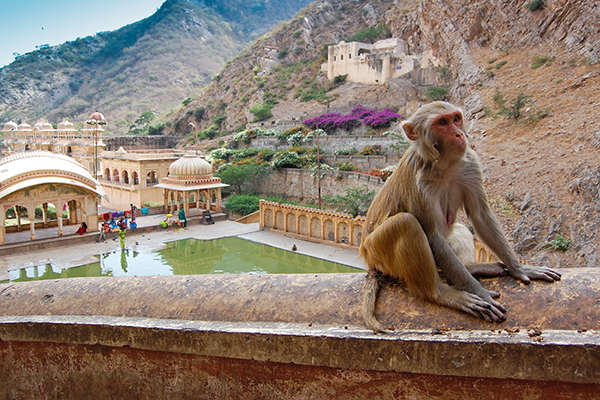 Photo of 'The Pink City': Don't leave Jaipur before you. 11/15 by Daisy