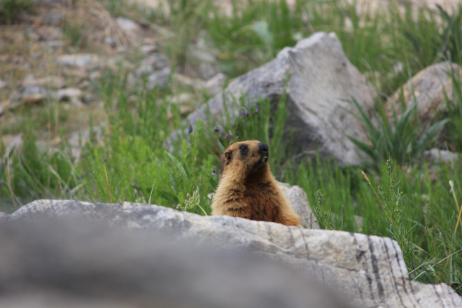 Photo of HIMALAYAN MARMOTS - A DELIGHT TO EYES 2/4 by Ankit Gupta