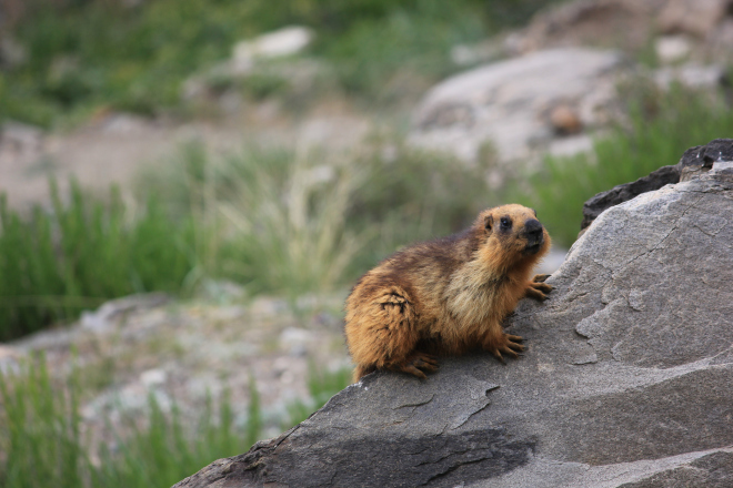 Photo of HIMALAYAN MARMOTS - A DELIGHT TO EYES 3/4 by Ankit Gupta
