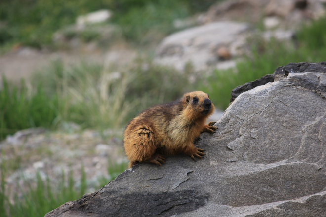 Photo of HIMALAYAN MARMOTS - A DELIGHT TO EYES 4/4 by Ankit Gupta
