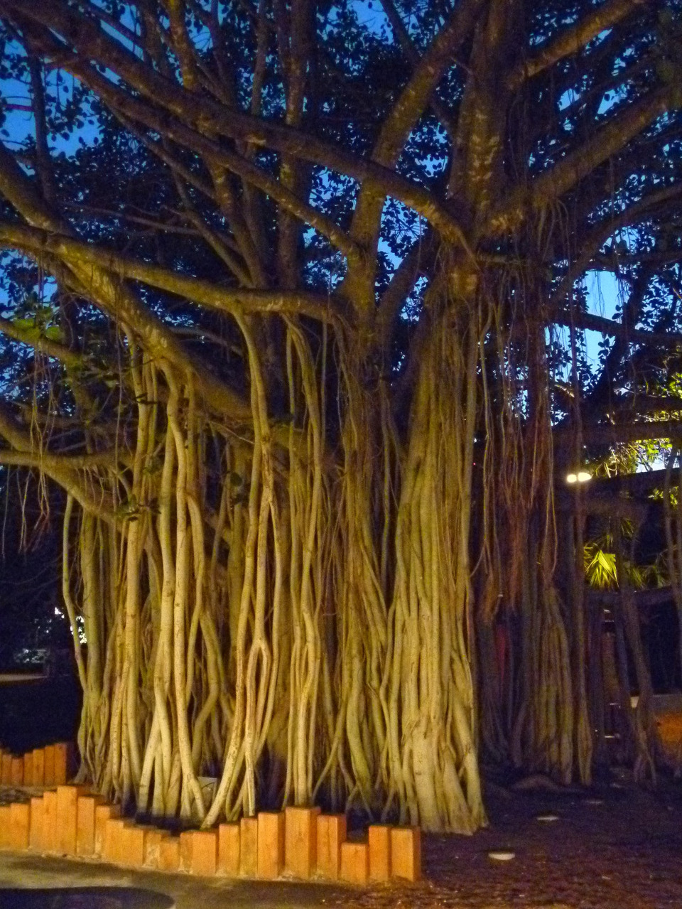 Photo of Brisbane City QLD, Australia by Jemima Durnford