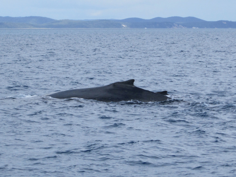 Photo of Whale Watching Hervey Bay, Spectrum Street, Rainbow Beach QLD, Australia by Jemima Durnford