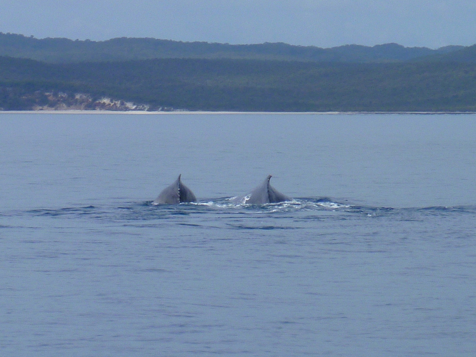 Photo of Whale Watching Hervey Bay, Spectrum Street, Rainbow Beach QLD, Australia by Jemima Durnford