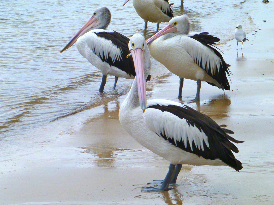 Photo of Couchsurfing along the East Coast of Australia by Jemima Durnford